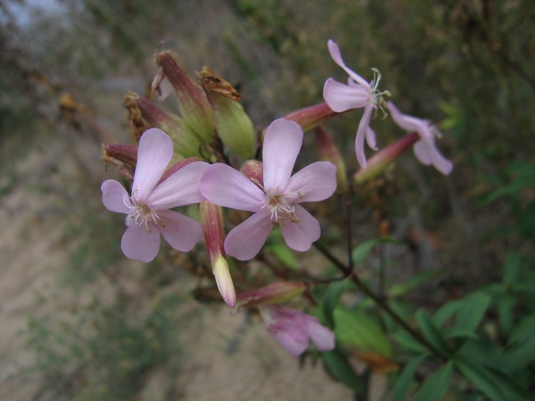Saponaria officinalis